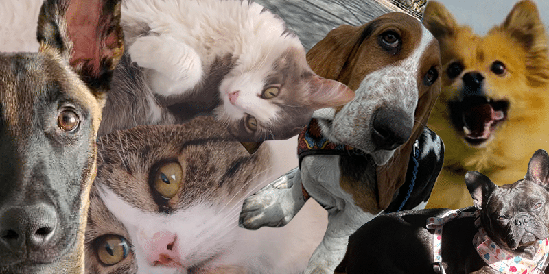 Collage of pictures of pets